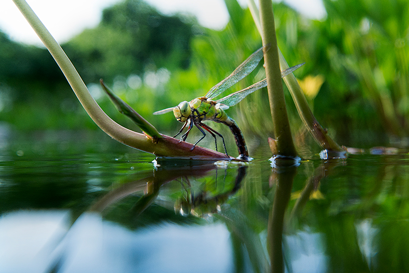 Een libelle op een tak in de vijver